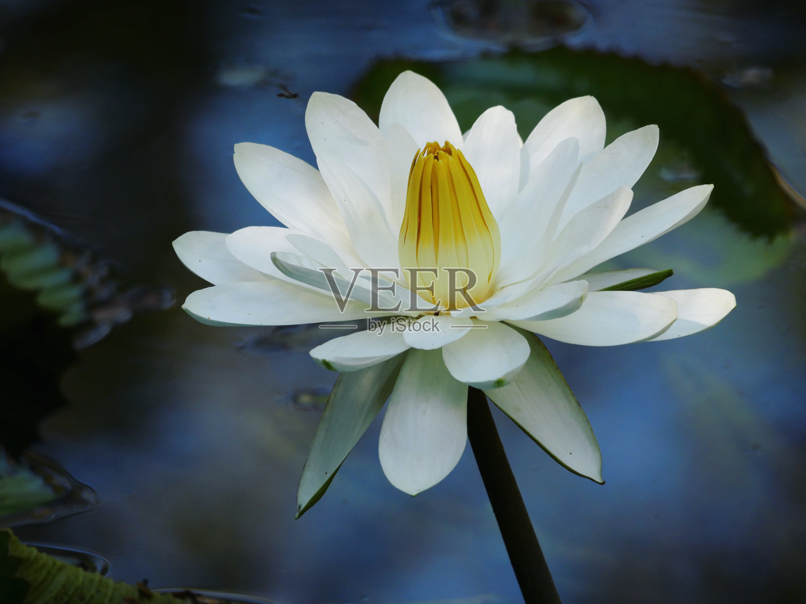 睡莲照片摄影图片