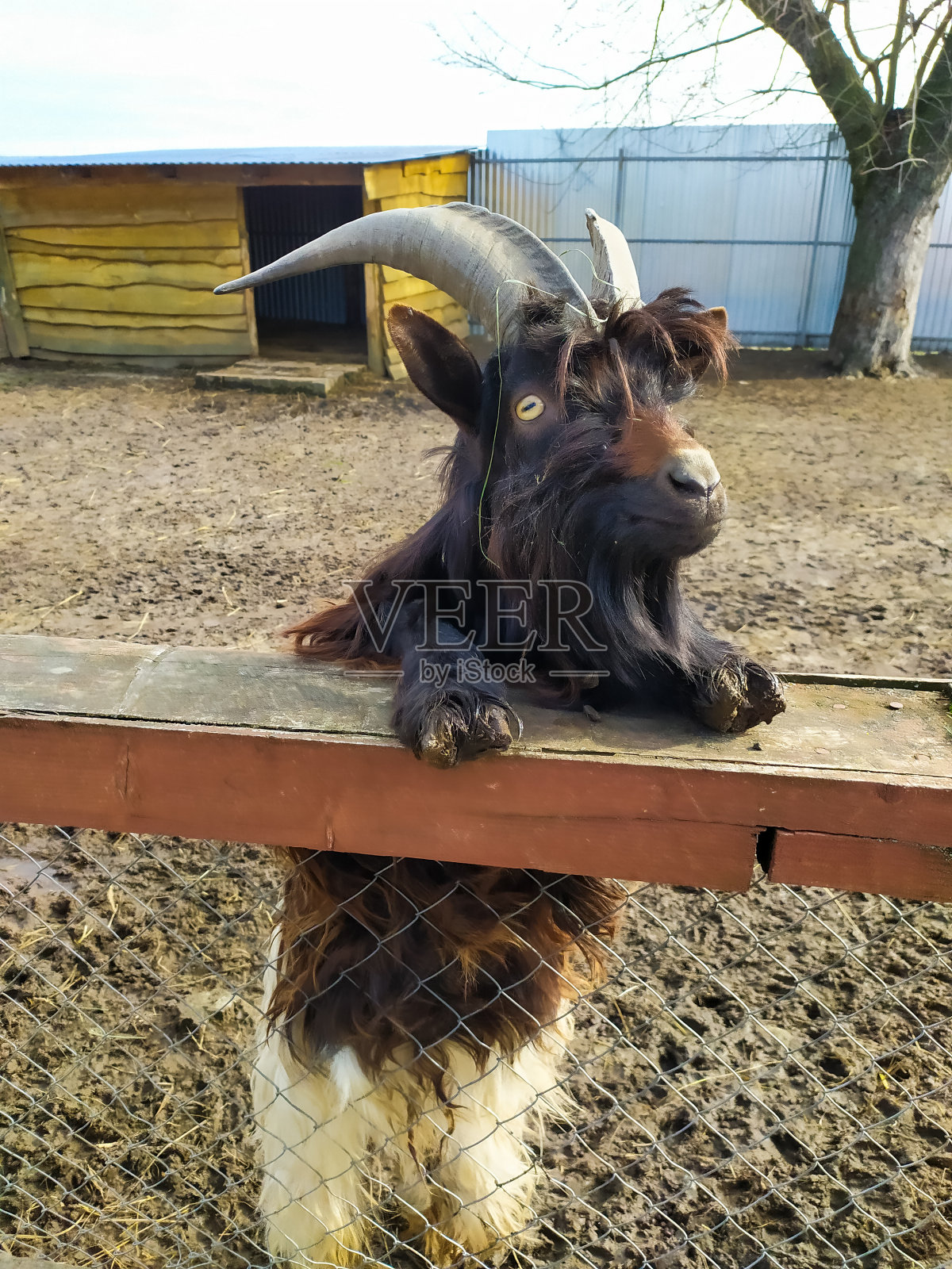 毛茸茸的黑山羊照片摄影图片