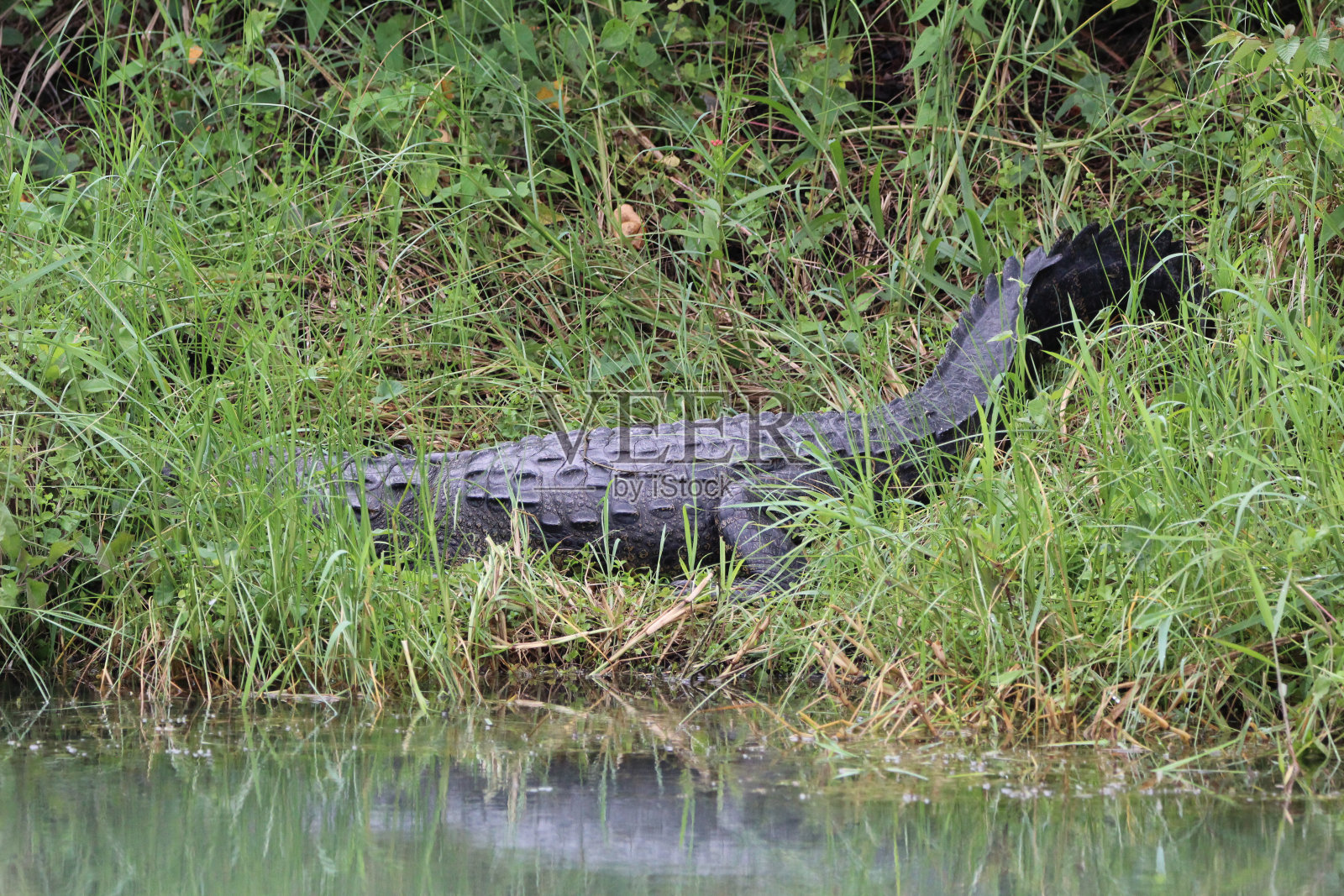 墨西哥塔毛利帕斯州一条城市运河里的鳄鱼照片摄影图片