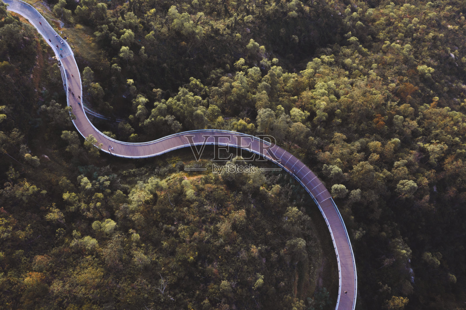 在森林深处照片摄影图片