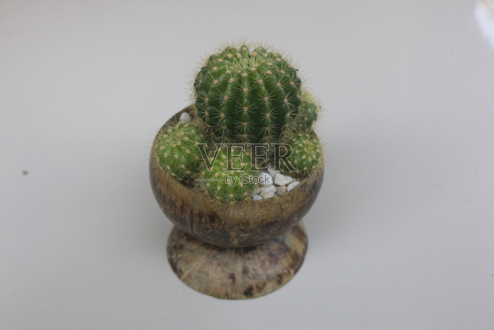 一种放在花盆里作为室内装饰用的仙人掌照片摄影图片