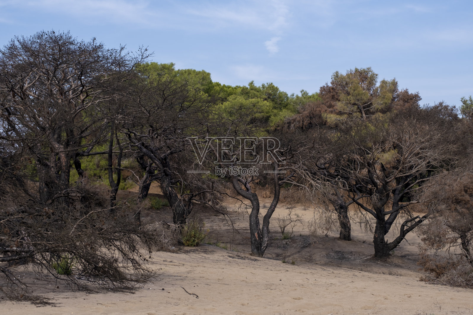 森林大火照片摄影图片