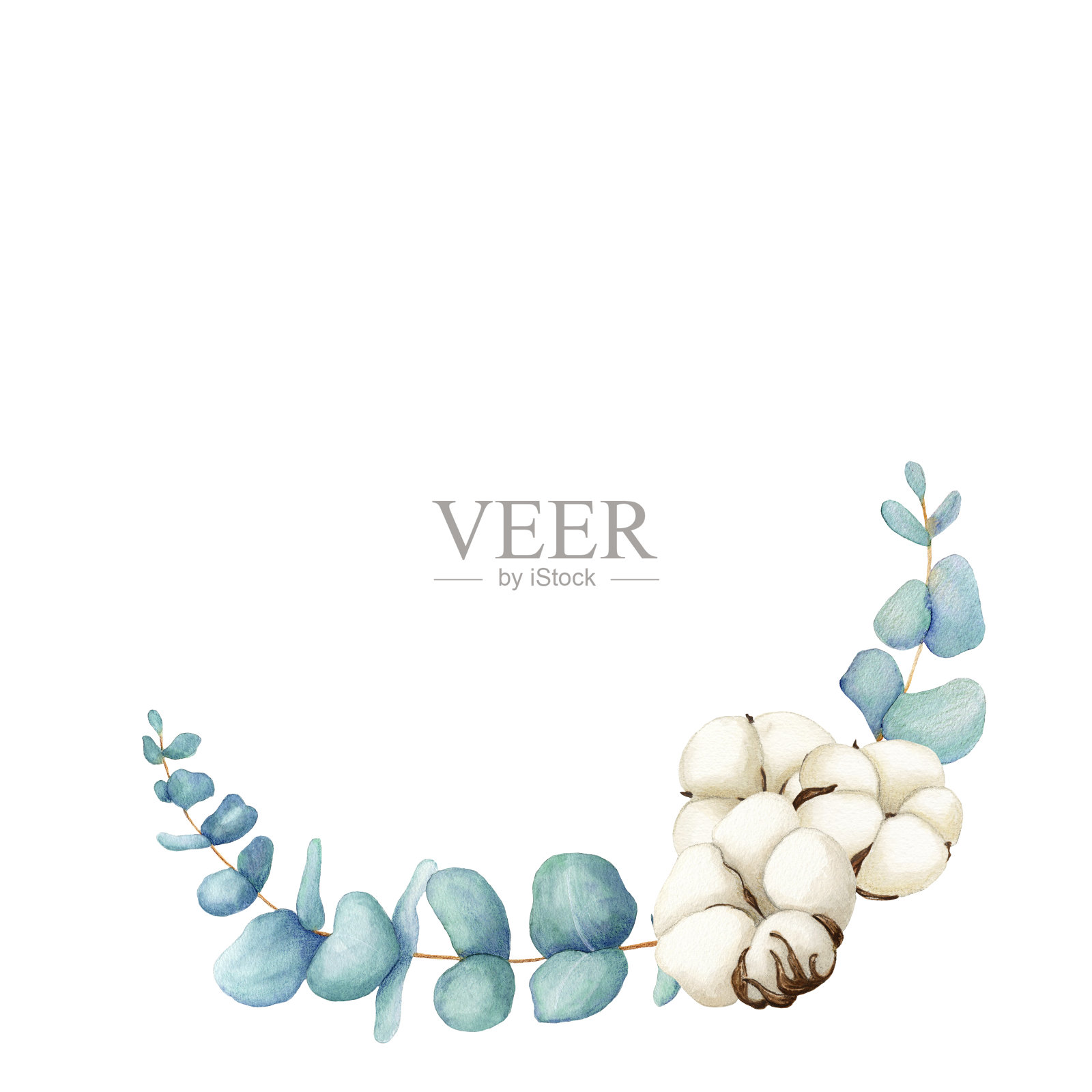 水彩花卉插图桉树和棉花。手绘孤立在白色背景。植物的艺术背景。用于婚礼文具，问候，壁纸，时尚，背景。桉树、棉花插画图片素材