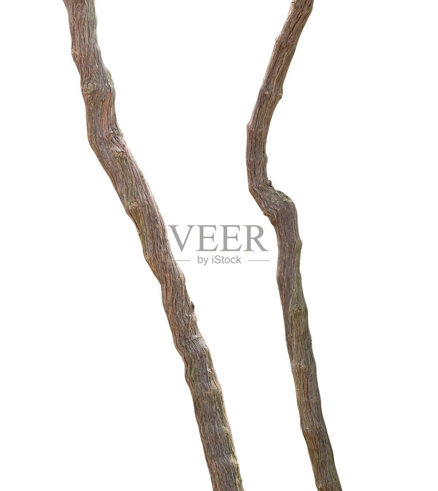 葡萄藤的分枝孤立在白色背景上与修剪路径。照片摄影图片