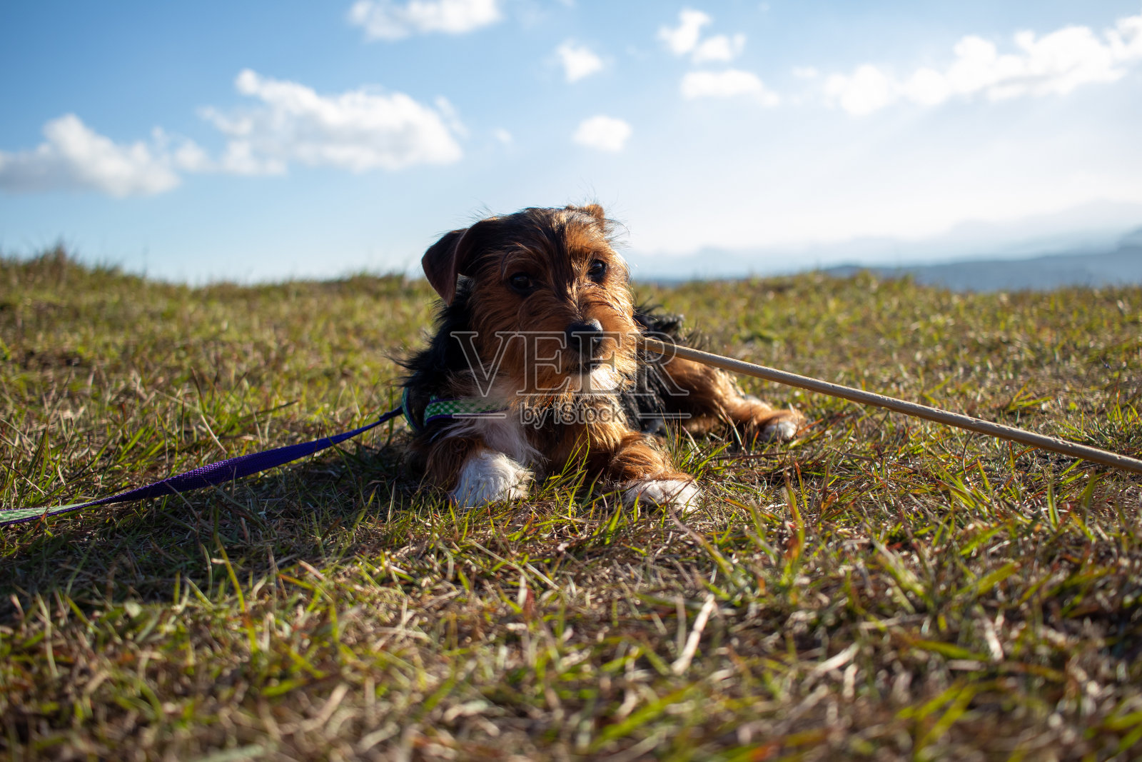 小可爱的狗照片摄影图片