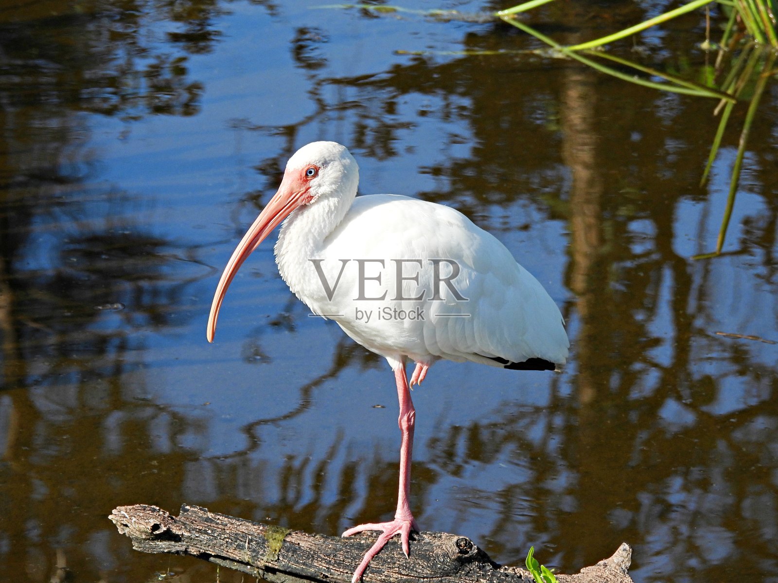 白鹮(Eudocimus albus)单腿站在湿地的圆木上照片摄影图片