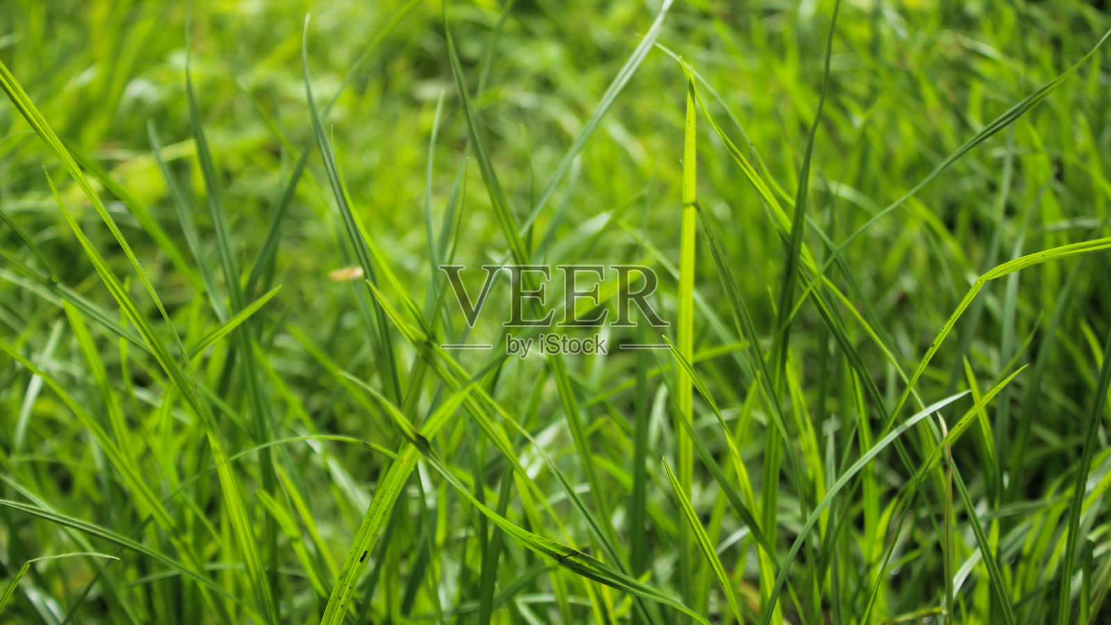 草地景观分辨率照片摄影图片