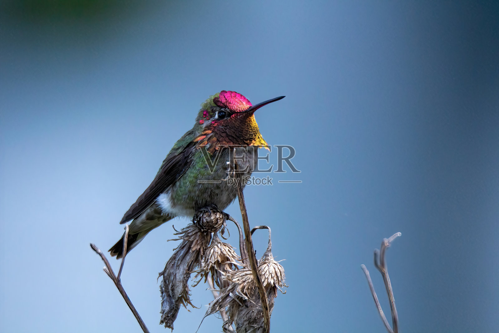 彩虹色雄性安娜蜂鸟。照片摄影图片