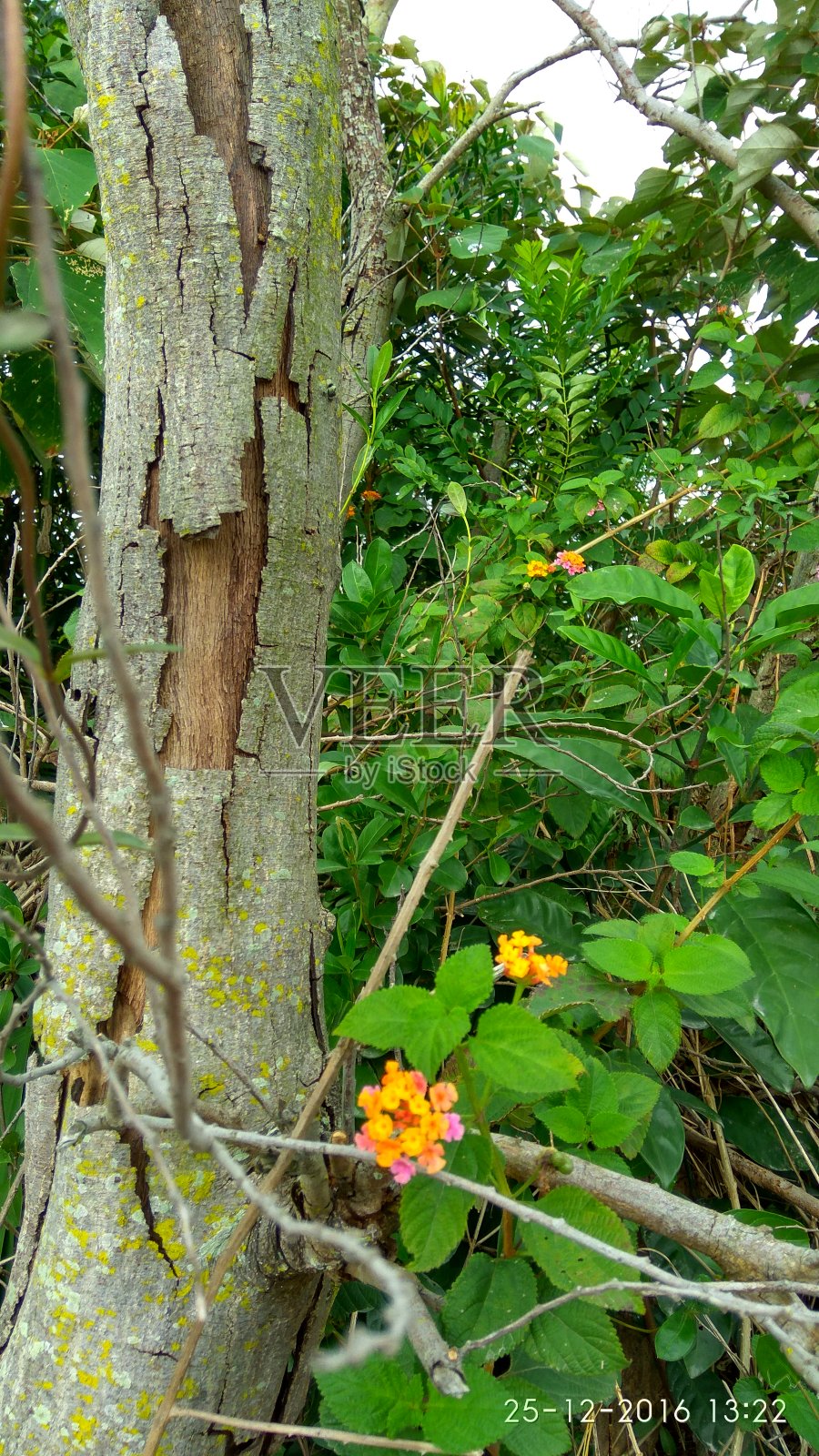 马鞭草是一种产于中南美洲热带地区的马鞭草科开花植物。照片摄影图片