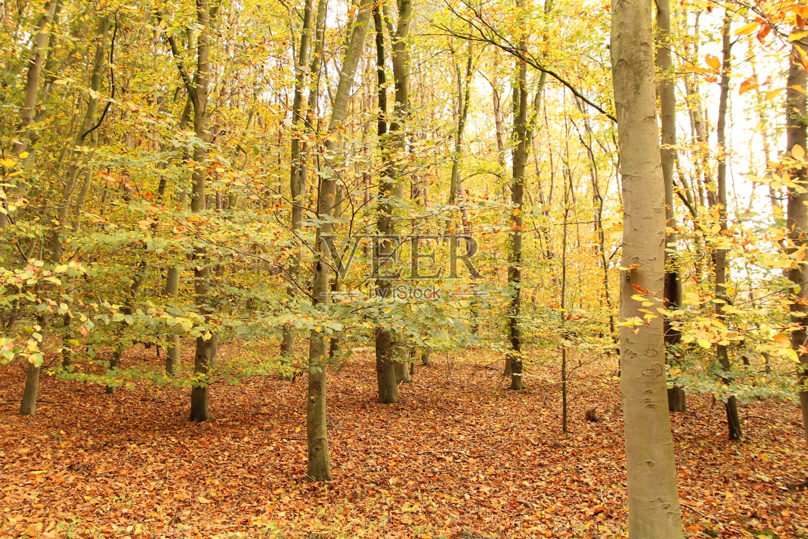 美丽的森林景观，在阳光明媚的秋天，树木的叶子和底部的棕色叶子照片摄影图片