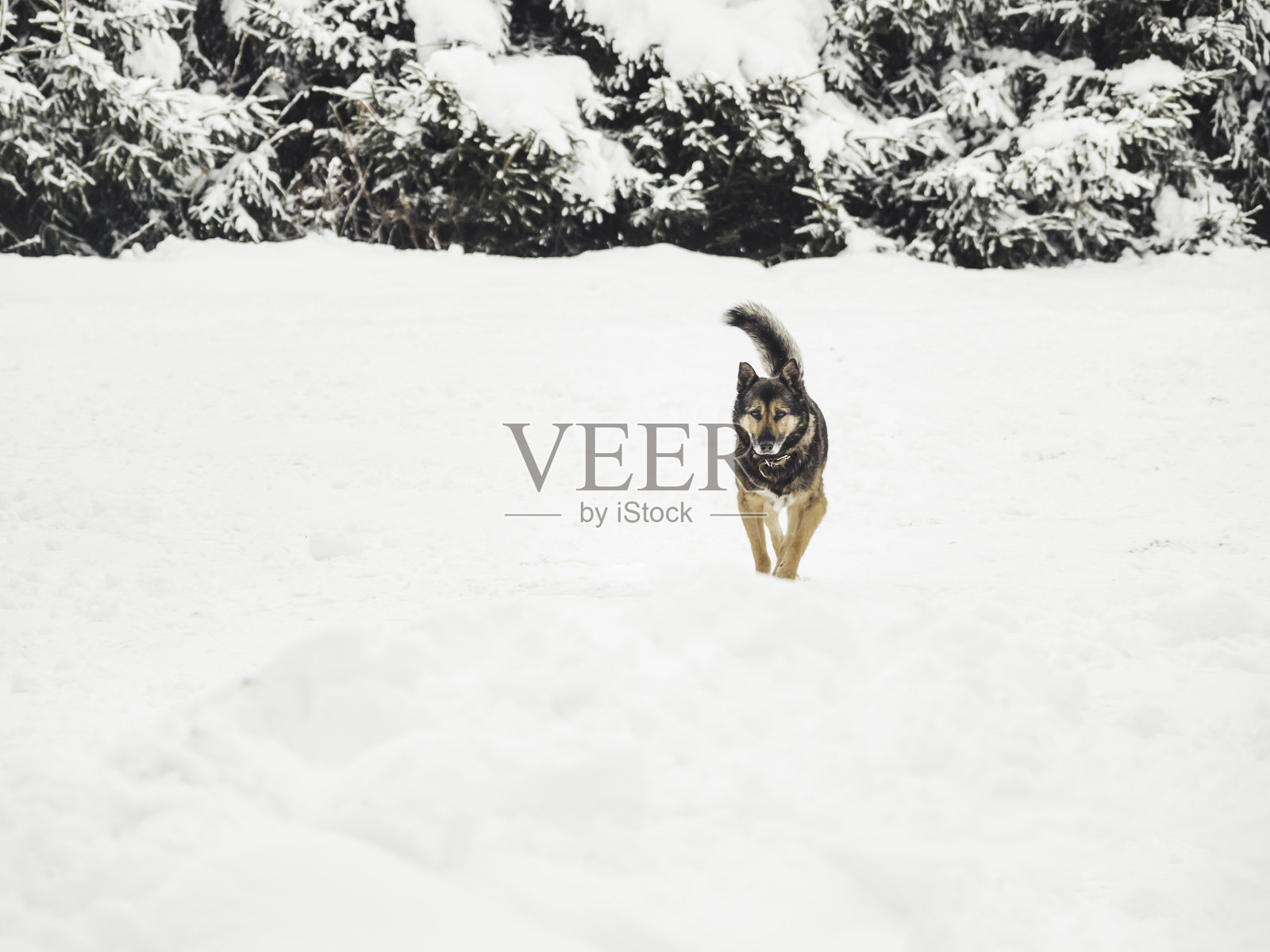 带着项圈的家犬在白雪覆盖的田野里奔跑。在乡下放养毛茸茸的动物。寒冷的冬季。照片摄影图片