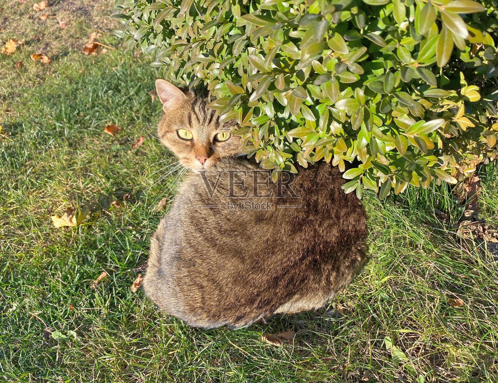 一只灰色的绿眼猫正在公园的灌木丛旁休息。照片摄影图片