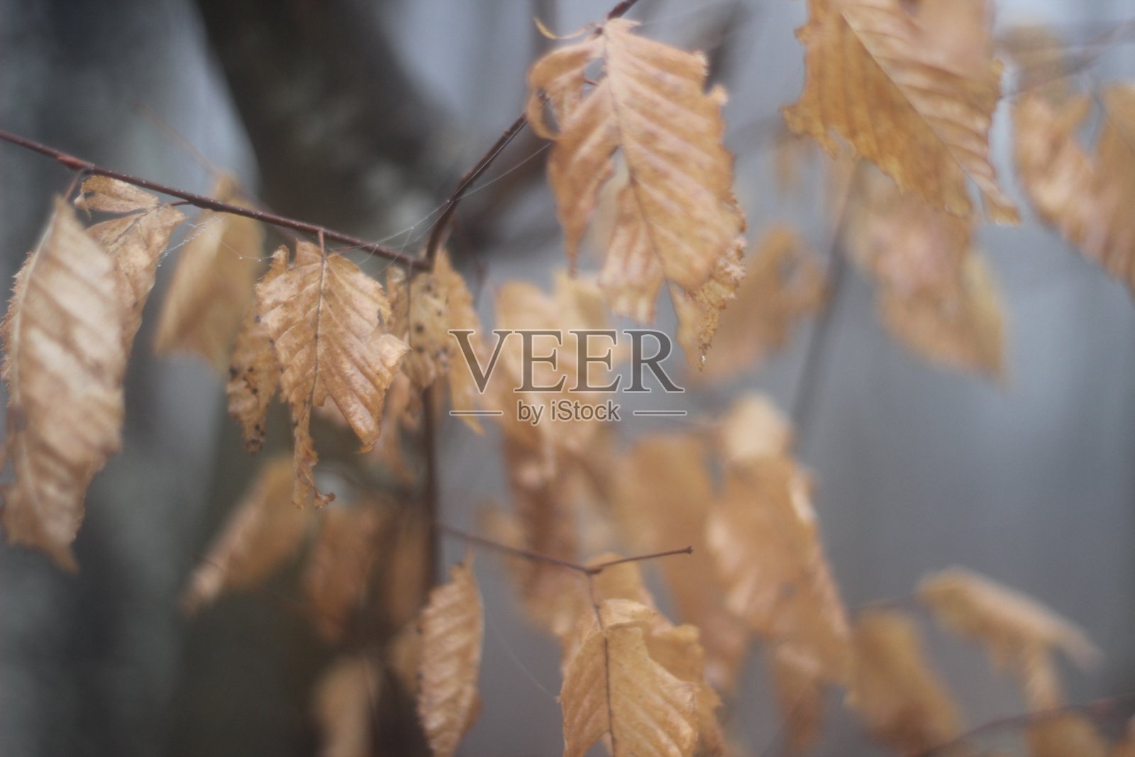 摘要秋季背景图片 火鸡，秋天，叶子，树，宏观摄影照片摄影图片