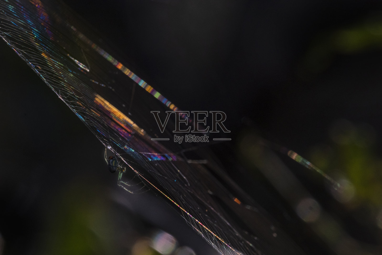 网上的果园蜘蛛照片摄影图片