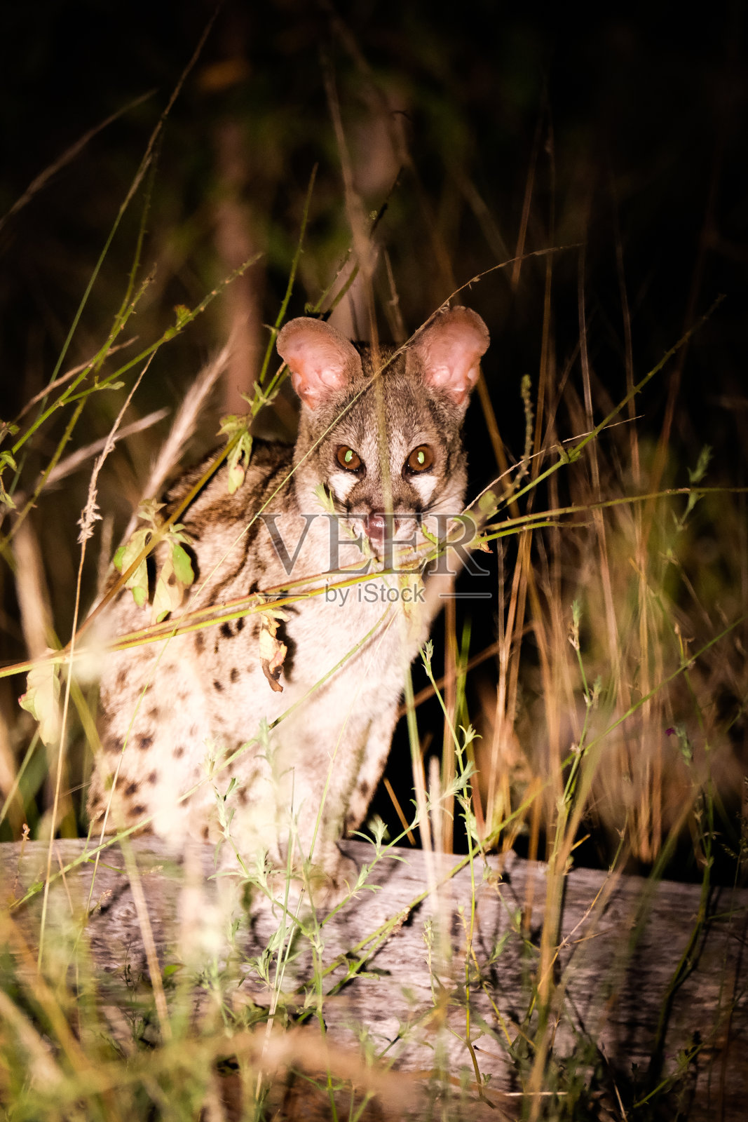 草里的金雀花照片摄影图片