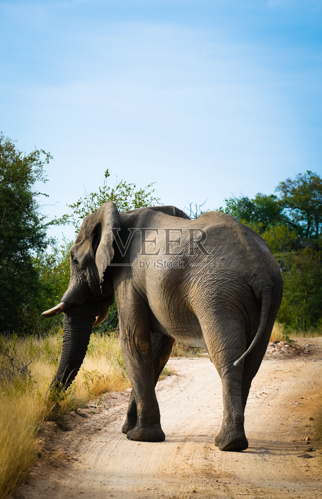 大象的照片摄影图片