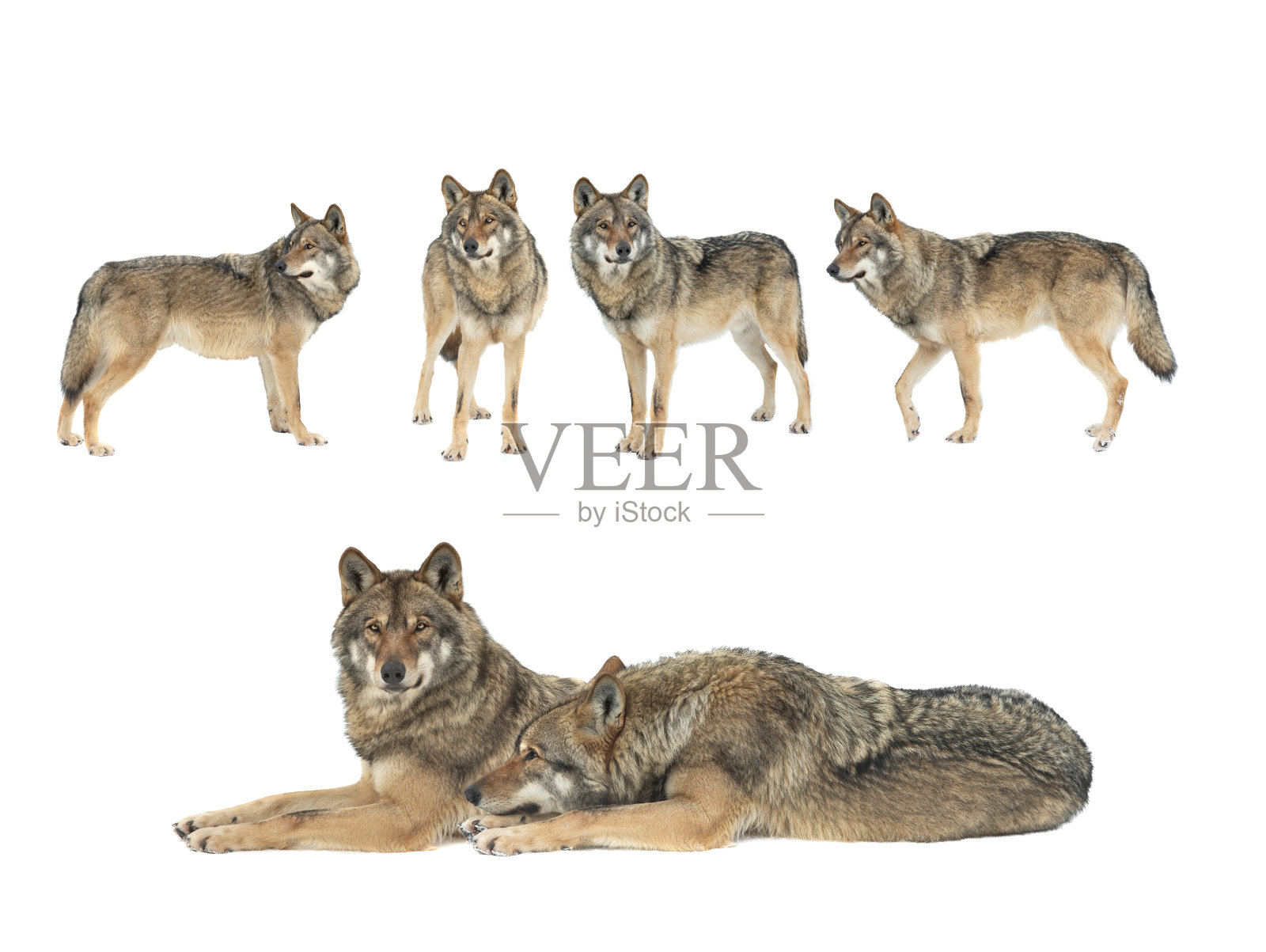 雪地里行走的狼被隔离在白色的背景上照片摄影图片