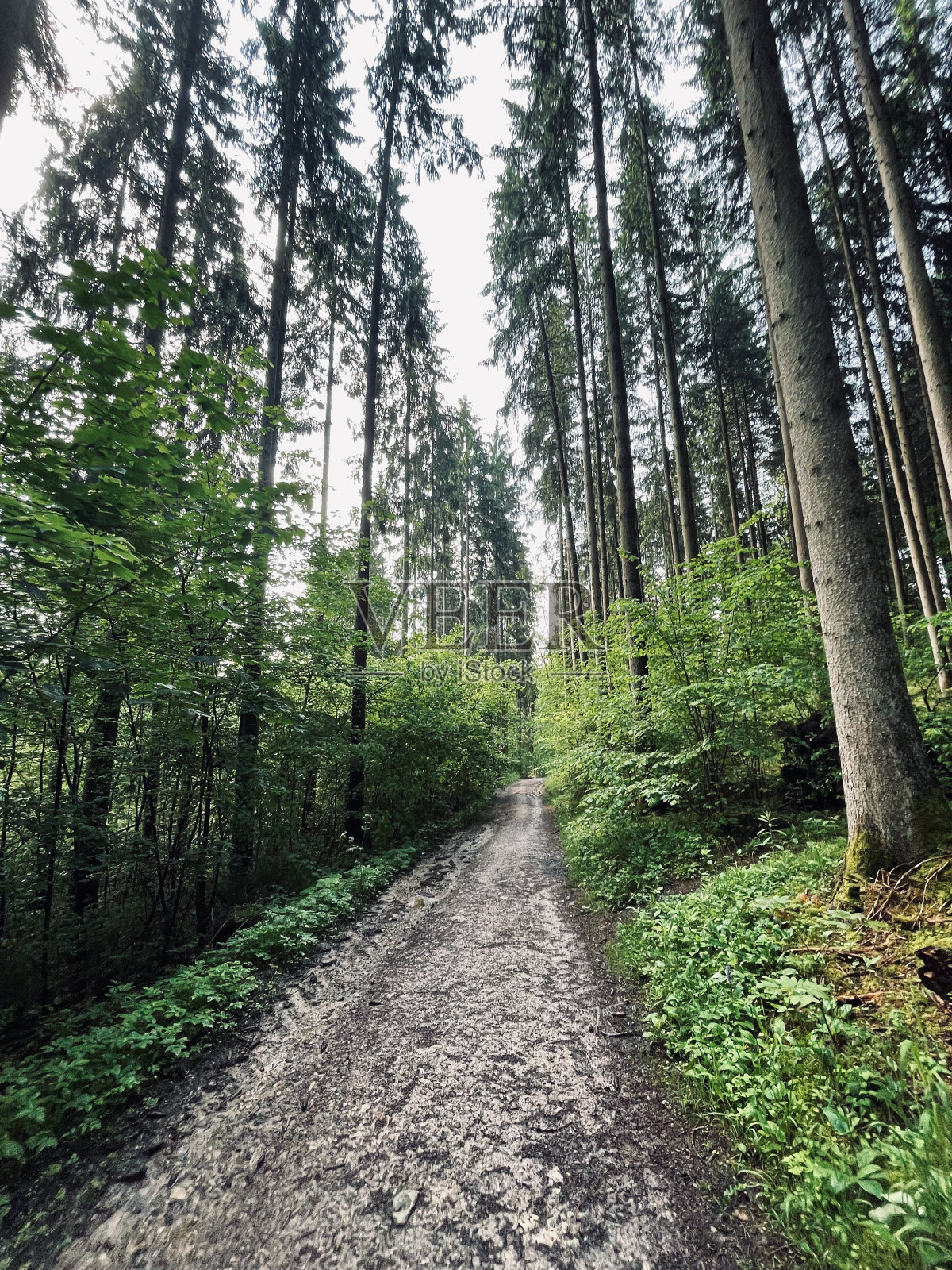 在郁郁葱葱的秋天森林中徒步旅行的风景照片摄影图片