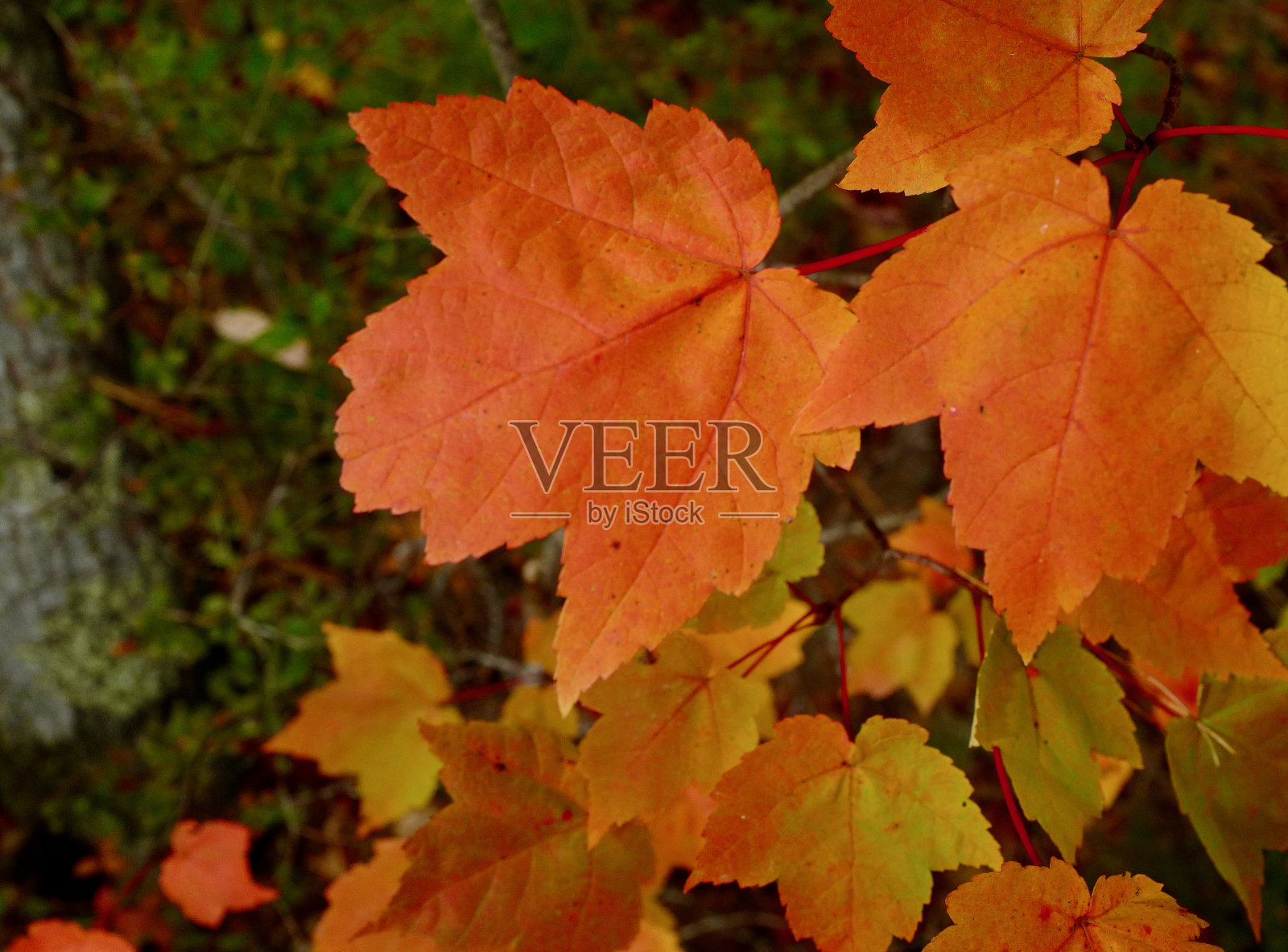 缅因州肯纳邦克波特的秋天照片摄影图片