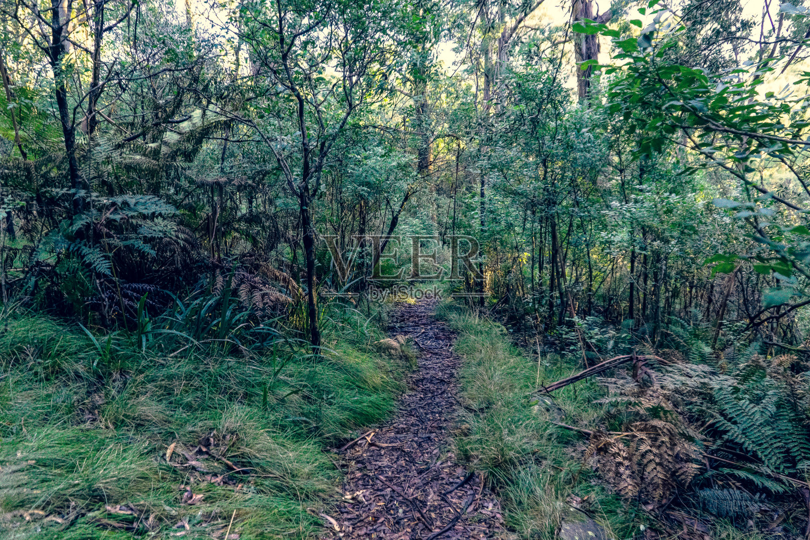 穿越澳大利亚雨林的一条小路。照片摄影图片
