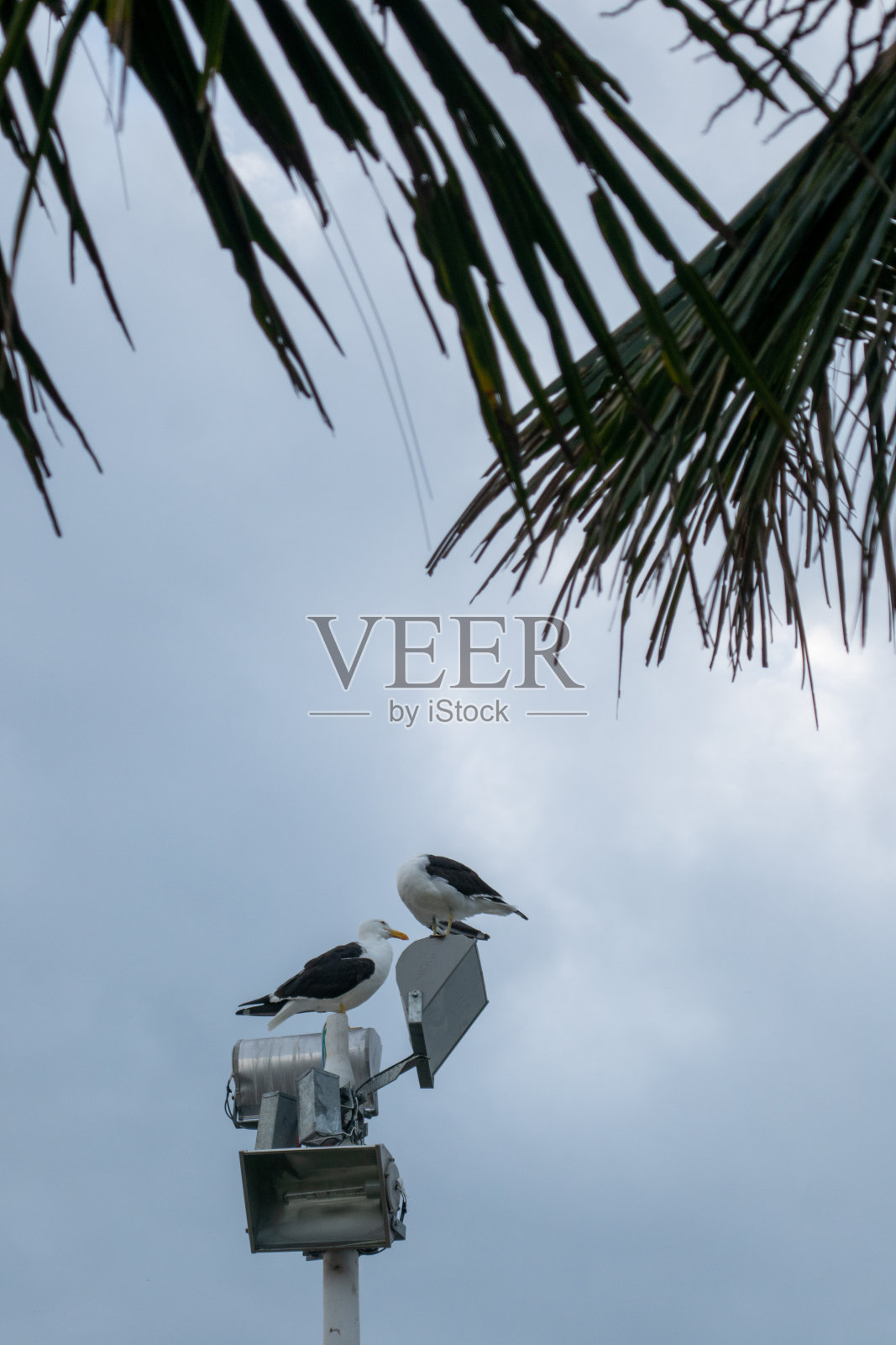 一对海鸥在一个多云的日子里站在灯柱上。照片摄影图片