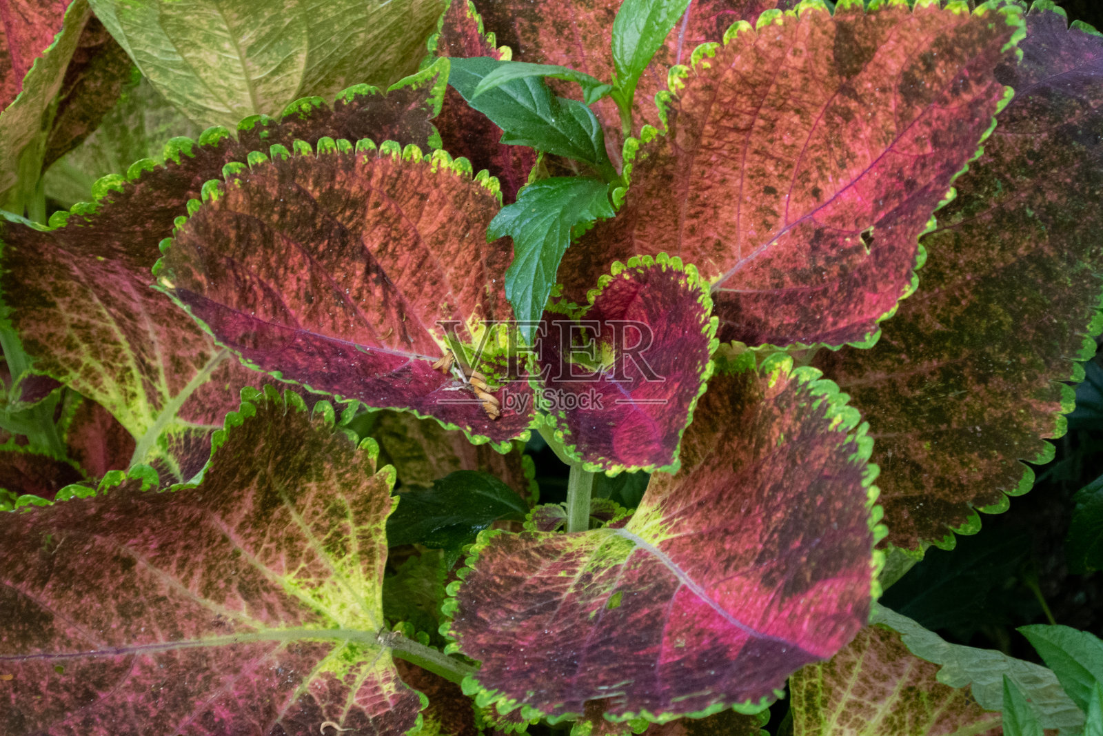 花园种植，美丽的花园树叶照片摄影图片