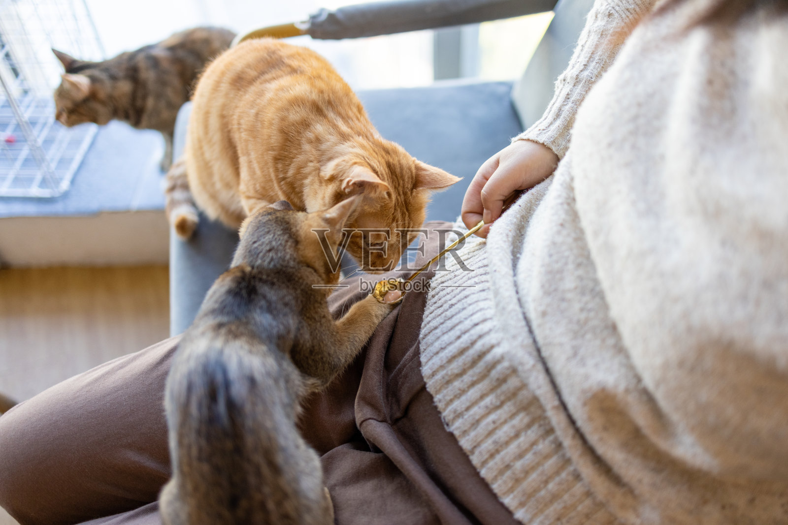 这位妇女正在喂小猫照片摄影图片