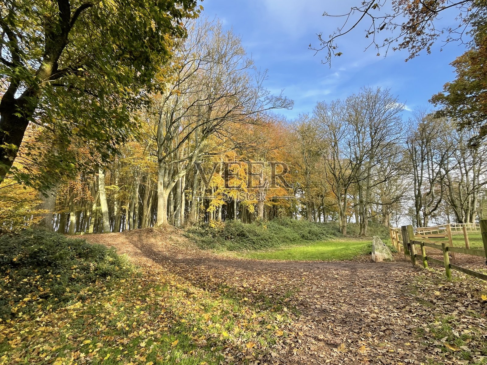 森林散步照片摄影图片