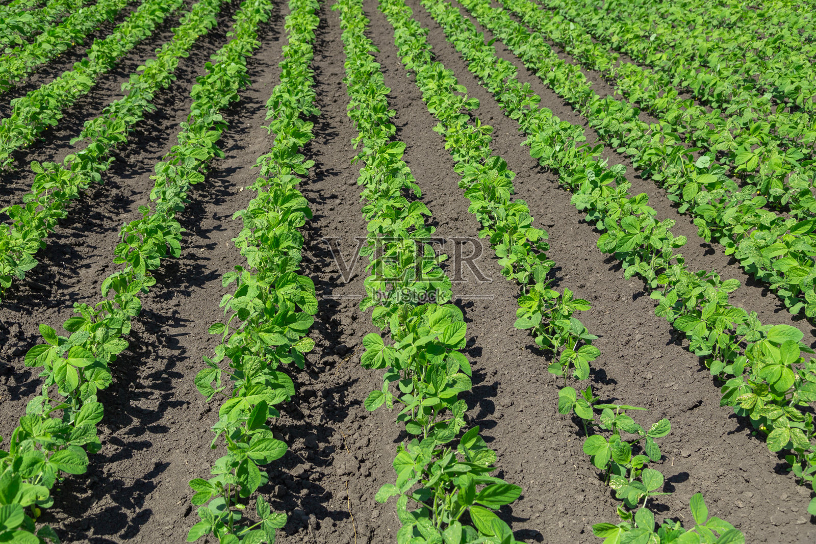 春季大豆田成熟，农业景观照片摄影图片