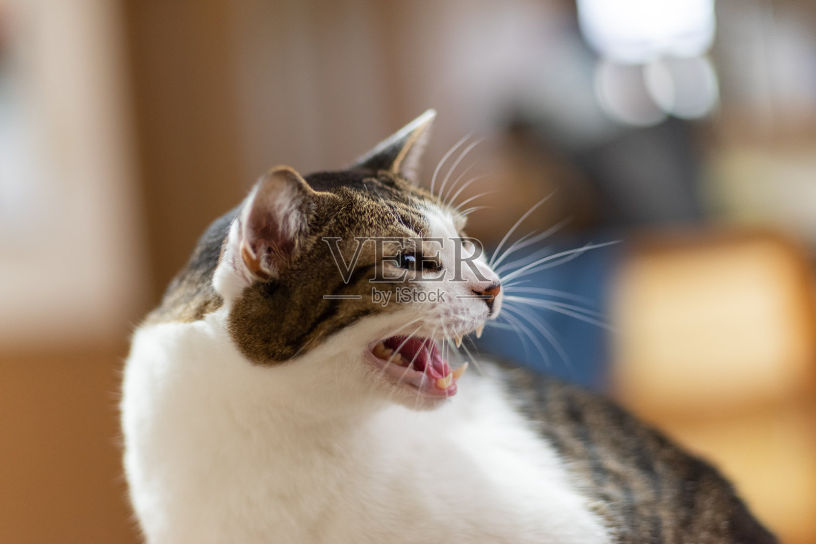 猫照片摄影图片