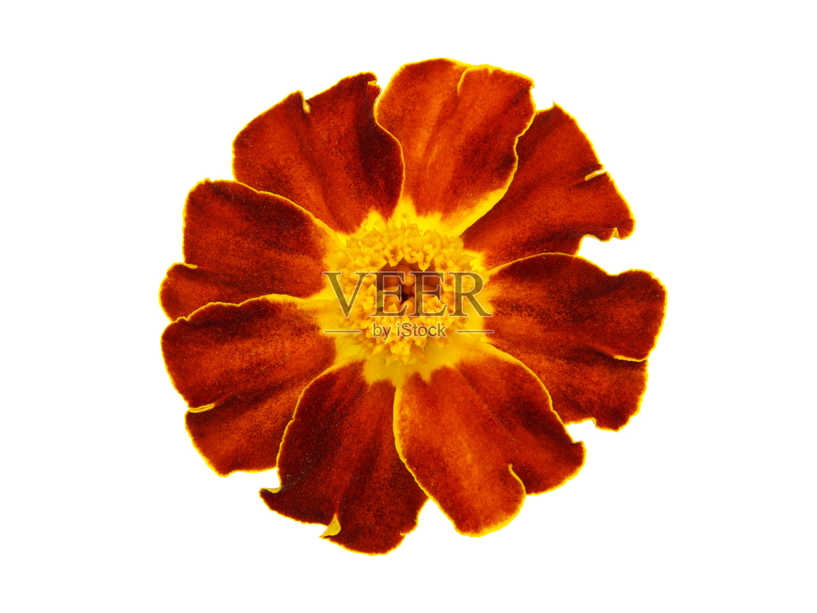 黄褐色的万寿菊花孤立在白色上照片摄影图片