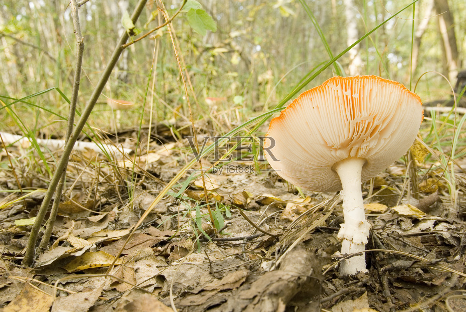 fly-agaric蘑菇照片摄影图片