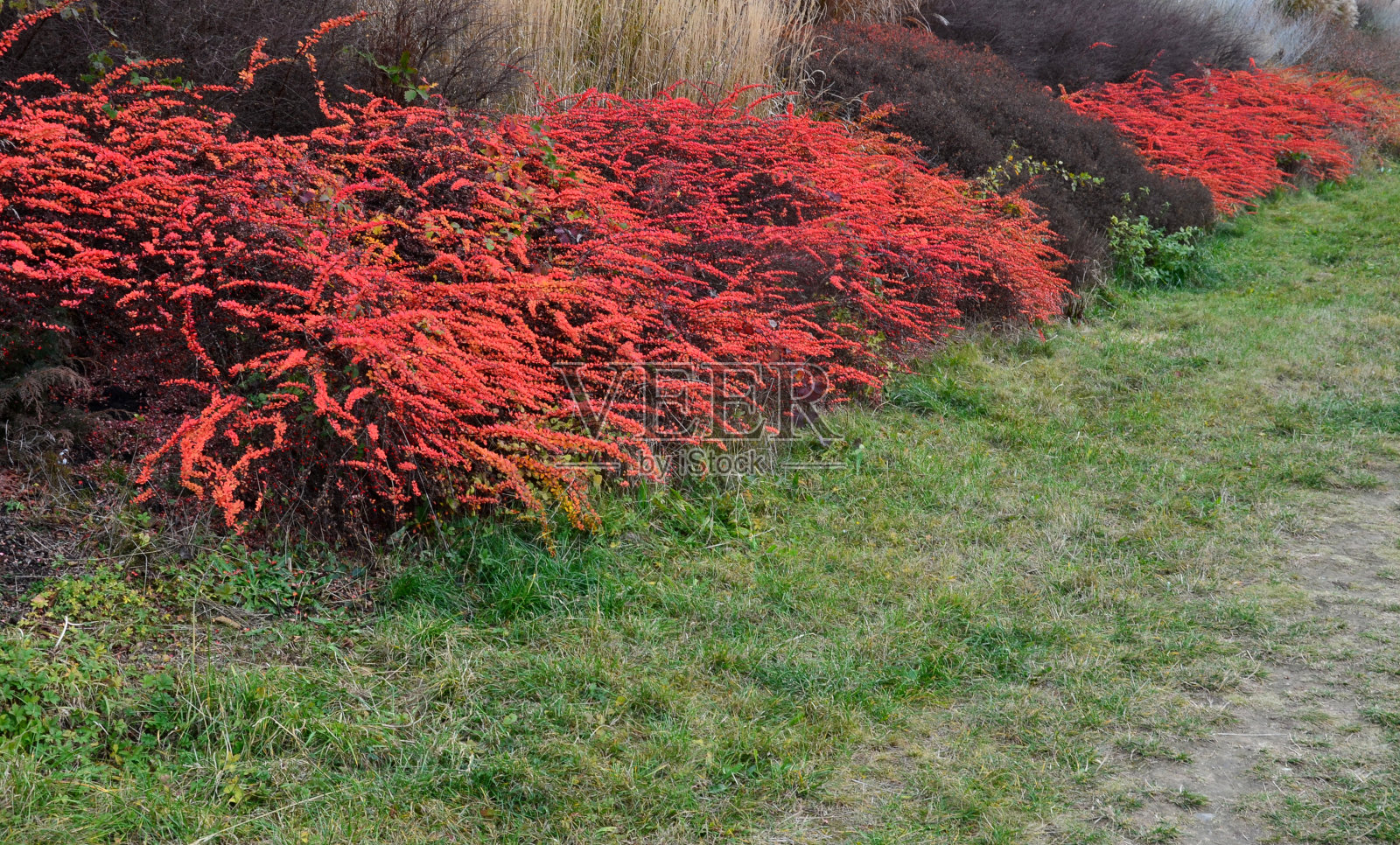 不亲水的像马赛克的大规模灌木种植。公路上杂草丛生的斜坡橙色、棕色、红色的大方块覆盖着绿色和观赏草照片摄影图片