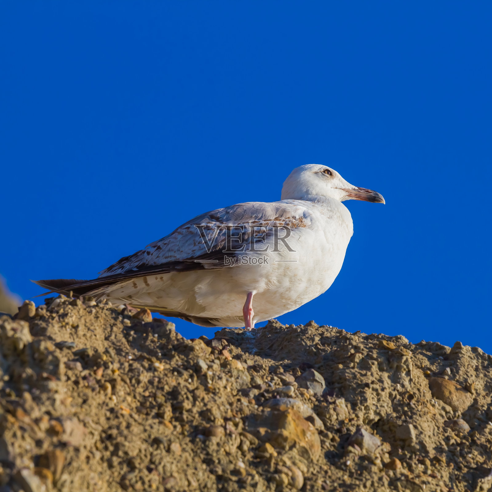 石头上的海鸥照片摄影图片