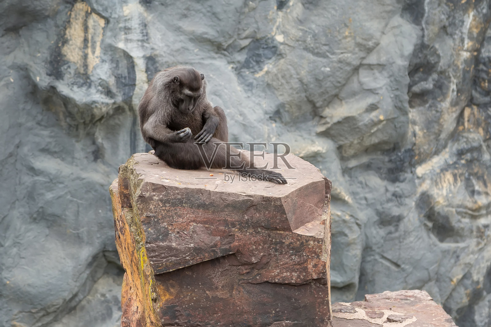 苏拉威西猕猴坐在石头上，复制空间照片摄影图片