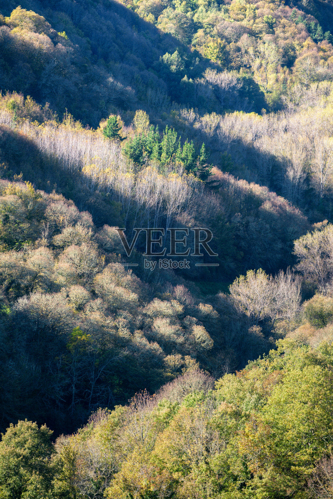 秋天已经很低的太阳掠过落叶林的树冠照片摄影图片