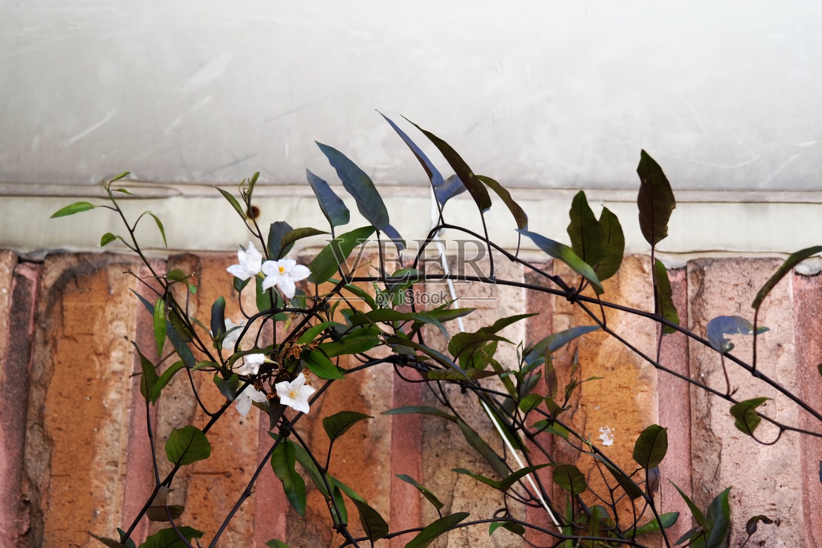 2021年花照片摄影图片