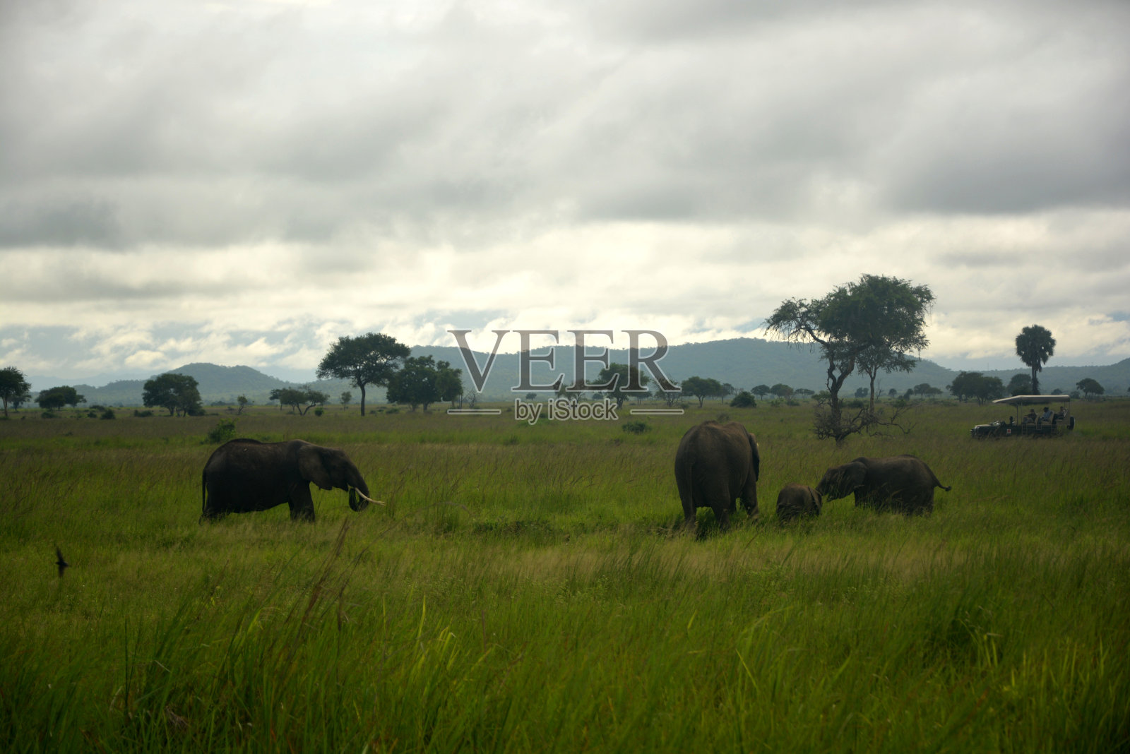 草原全景，大象和吉普车旅行。米库米国家公园，坦桑尼亚照片摄影图片