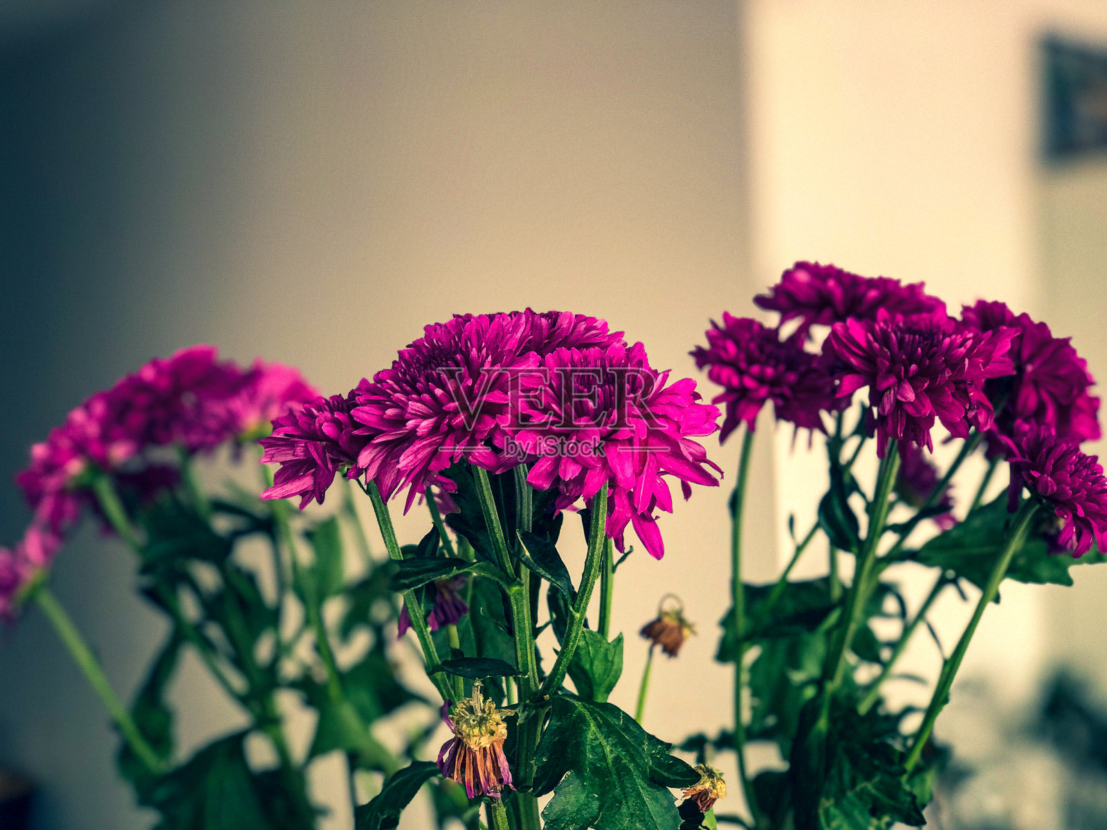 美丽的紫色室内植物。照片摄影图片