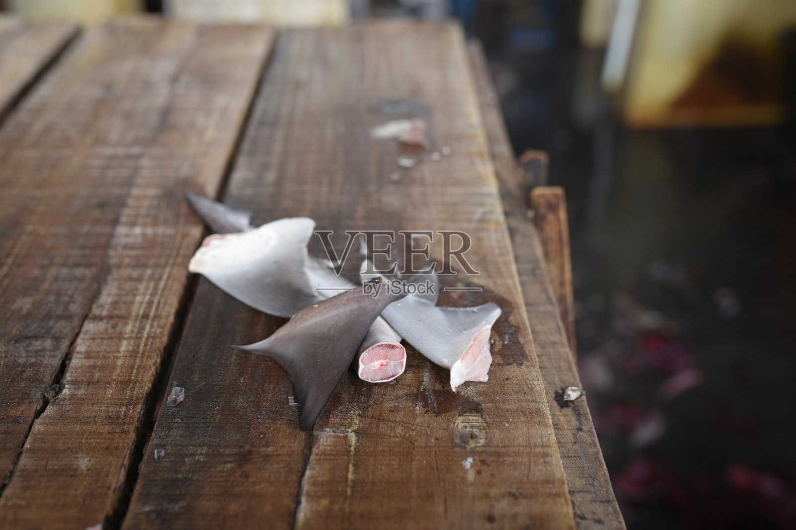 鲨鱼鳍片照片摄影图片