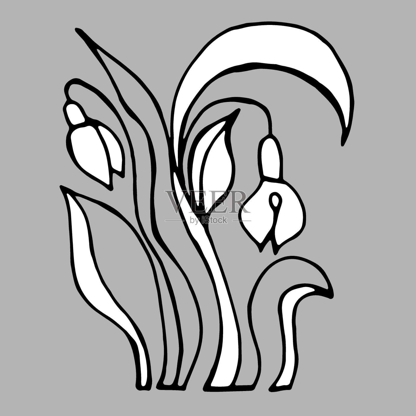 雪花莲花。黑白向量插画图片素材