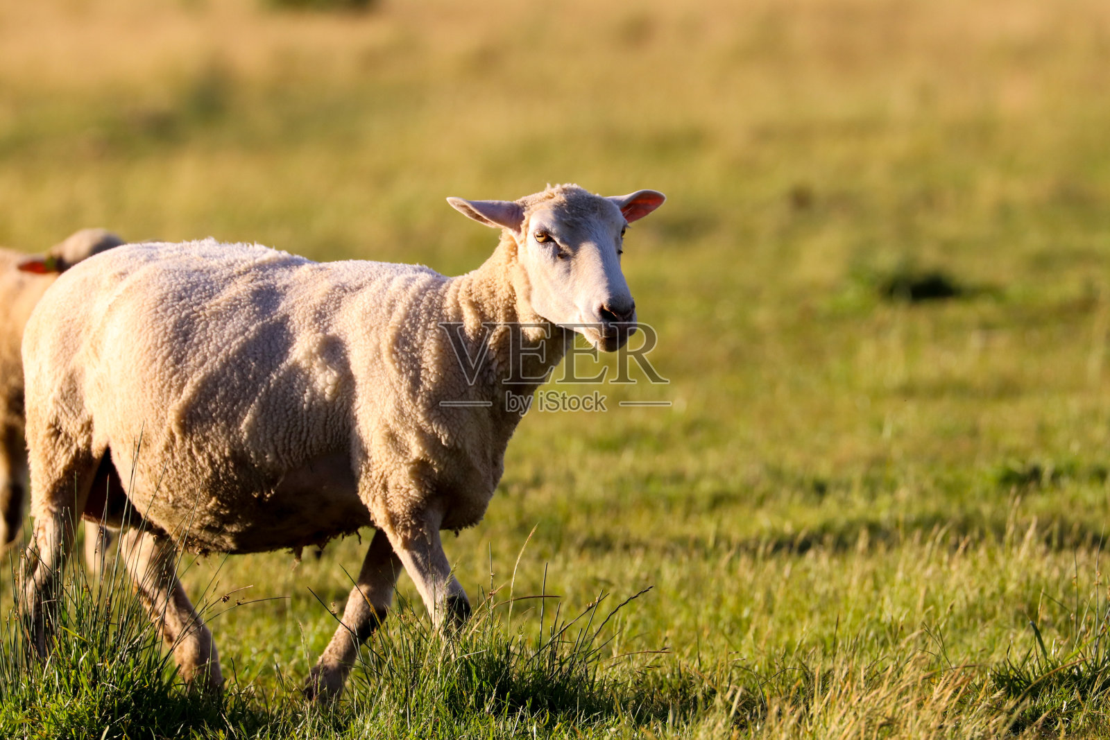 羊群穿过围场照片摄影图片