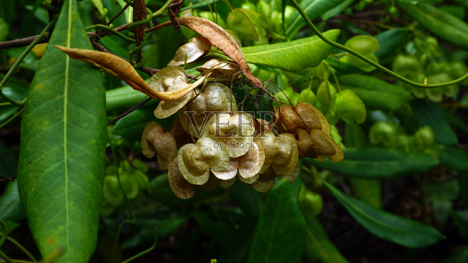 干多纳亚三轮车花照片摄影图片