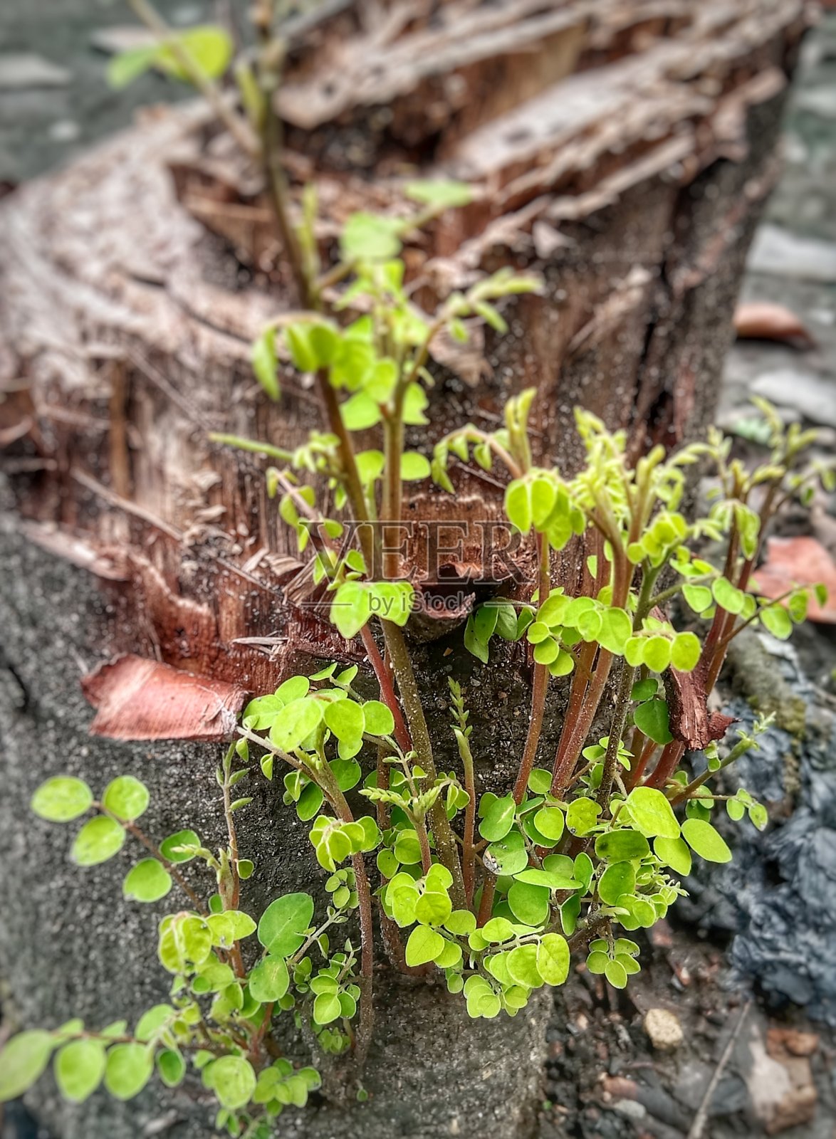 杨桃树照片摄影图片