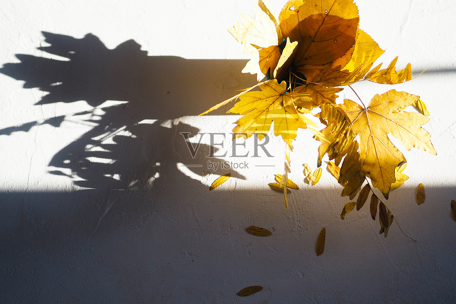 扁平的秋天白色的背景花束黄色的干相思和枫叶照片摄影图片