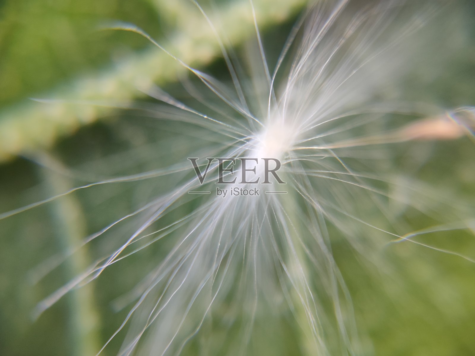 蒲公英种子与背景照片摄影图片