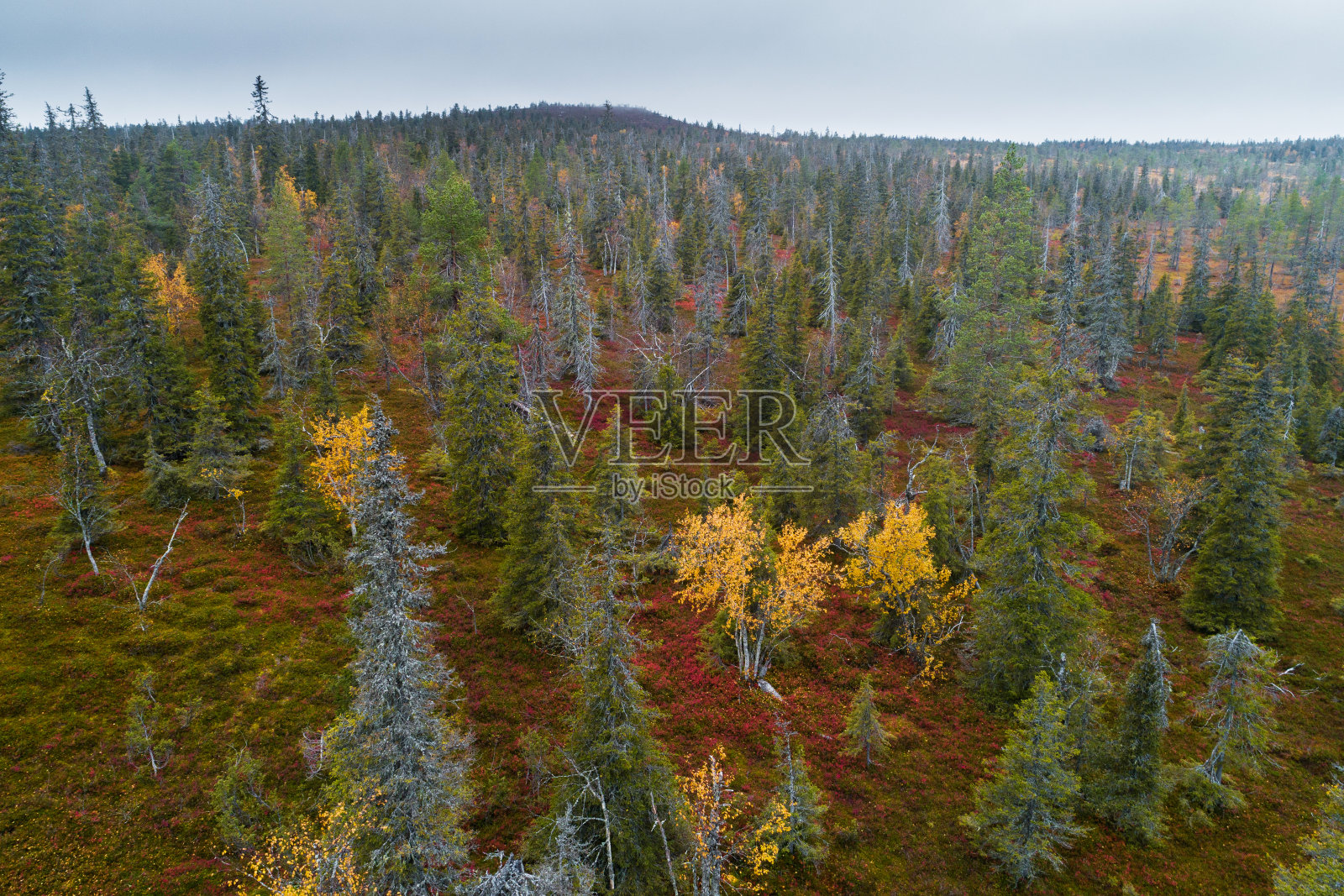 在Riisitunturi国家公园，山上的针叶林秋景照片摄影图片