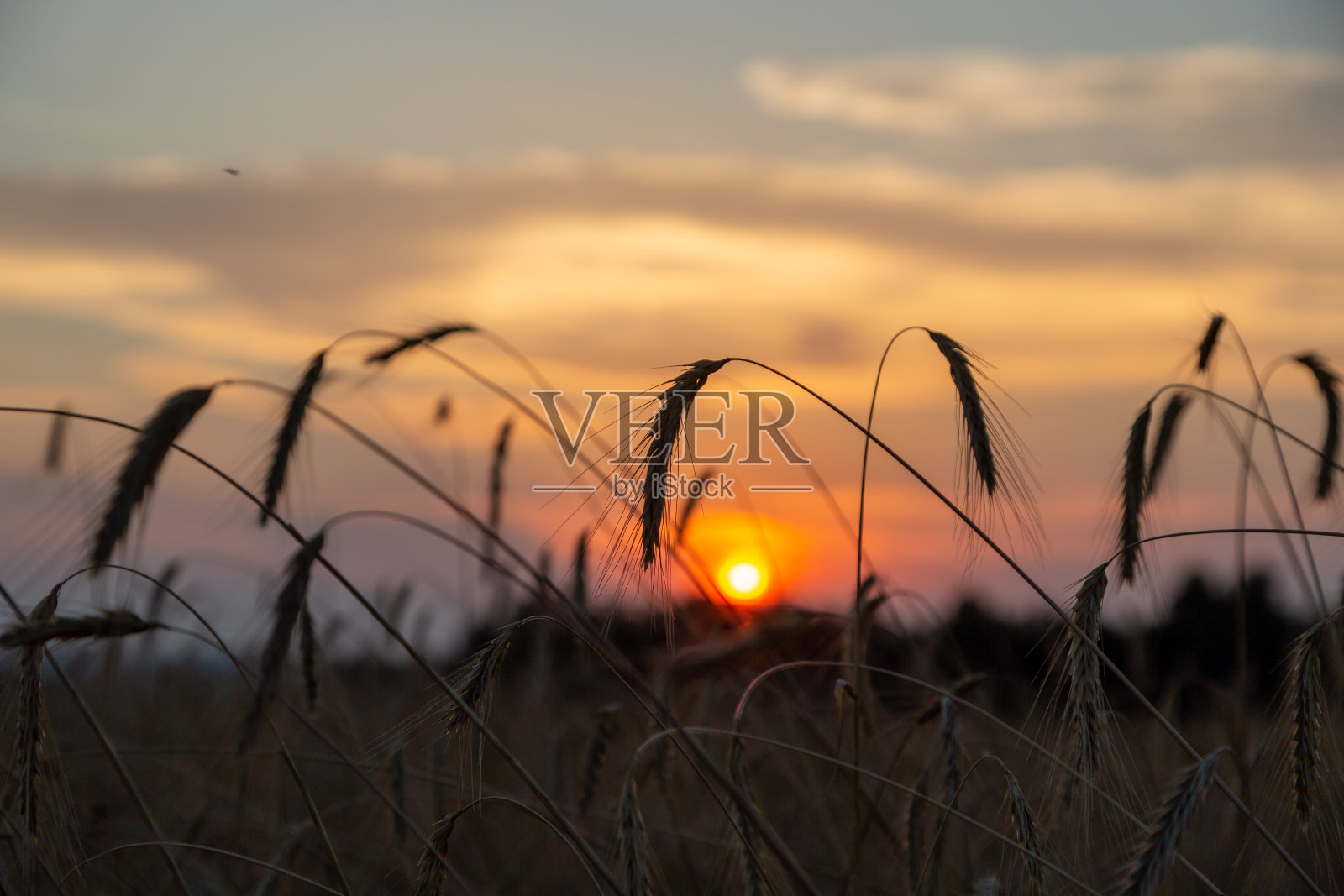 麦田里的夕阳照片摄影图片