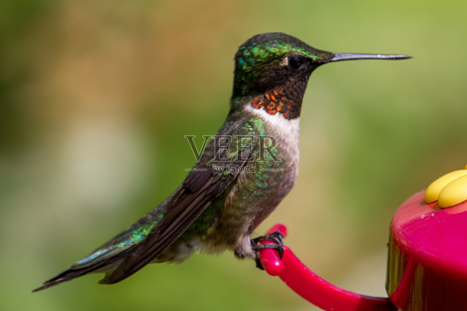 蜂鸟照片摄影图片