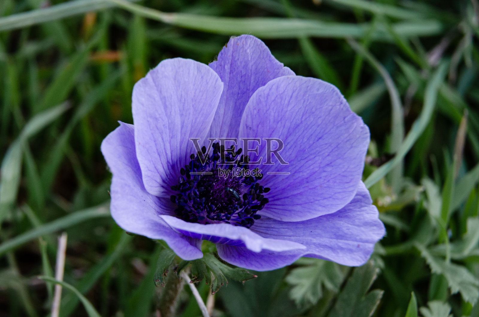 紫银莲花属于毛茛科，是一种生长在平原和山区的多年生草本植物照片摄影图片